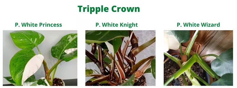 Philodendron Royal Court or Triple Crown