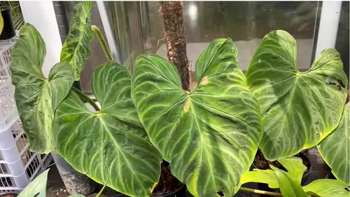 yellowing of edges of leaves