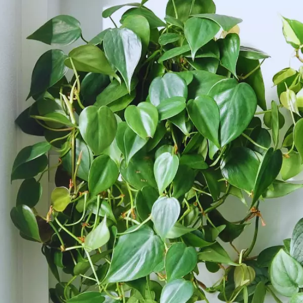 Philodendron Scandens-"Sweetheart Plant"